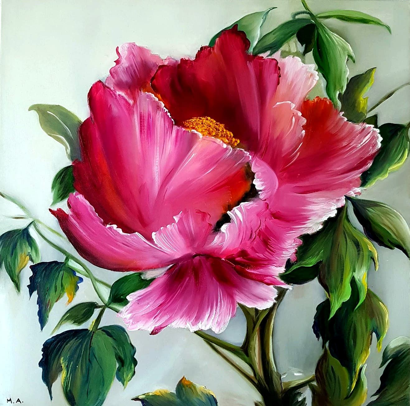 Pivoine pourpre