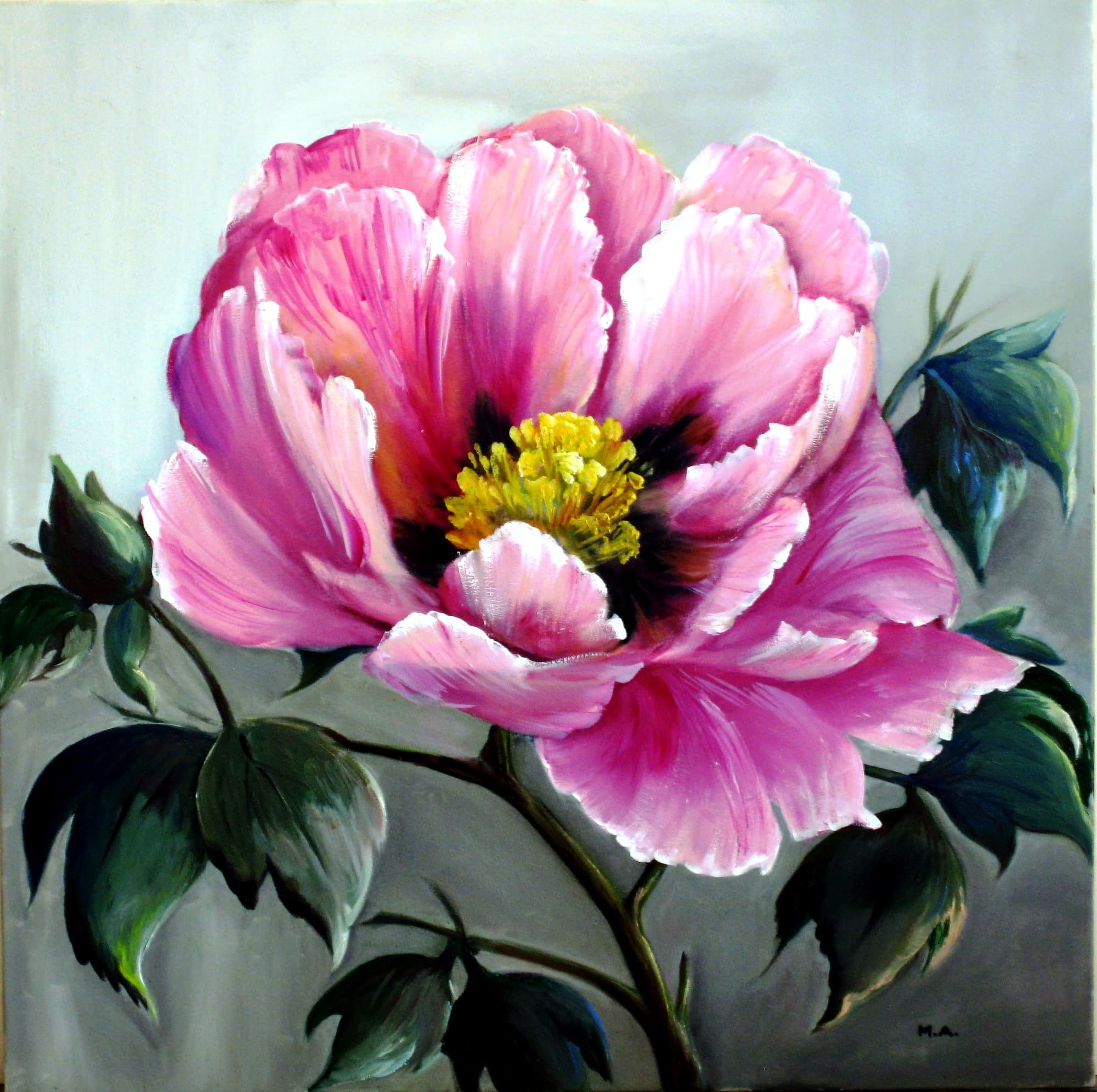 Pivoine rose