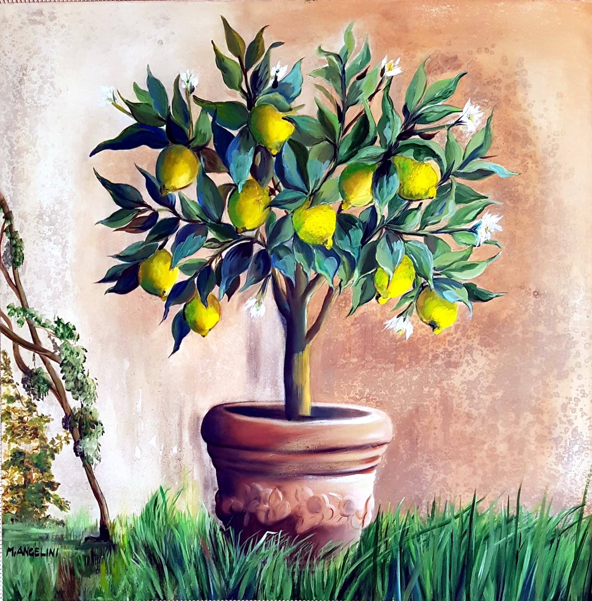 Le citronnier