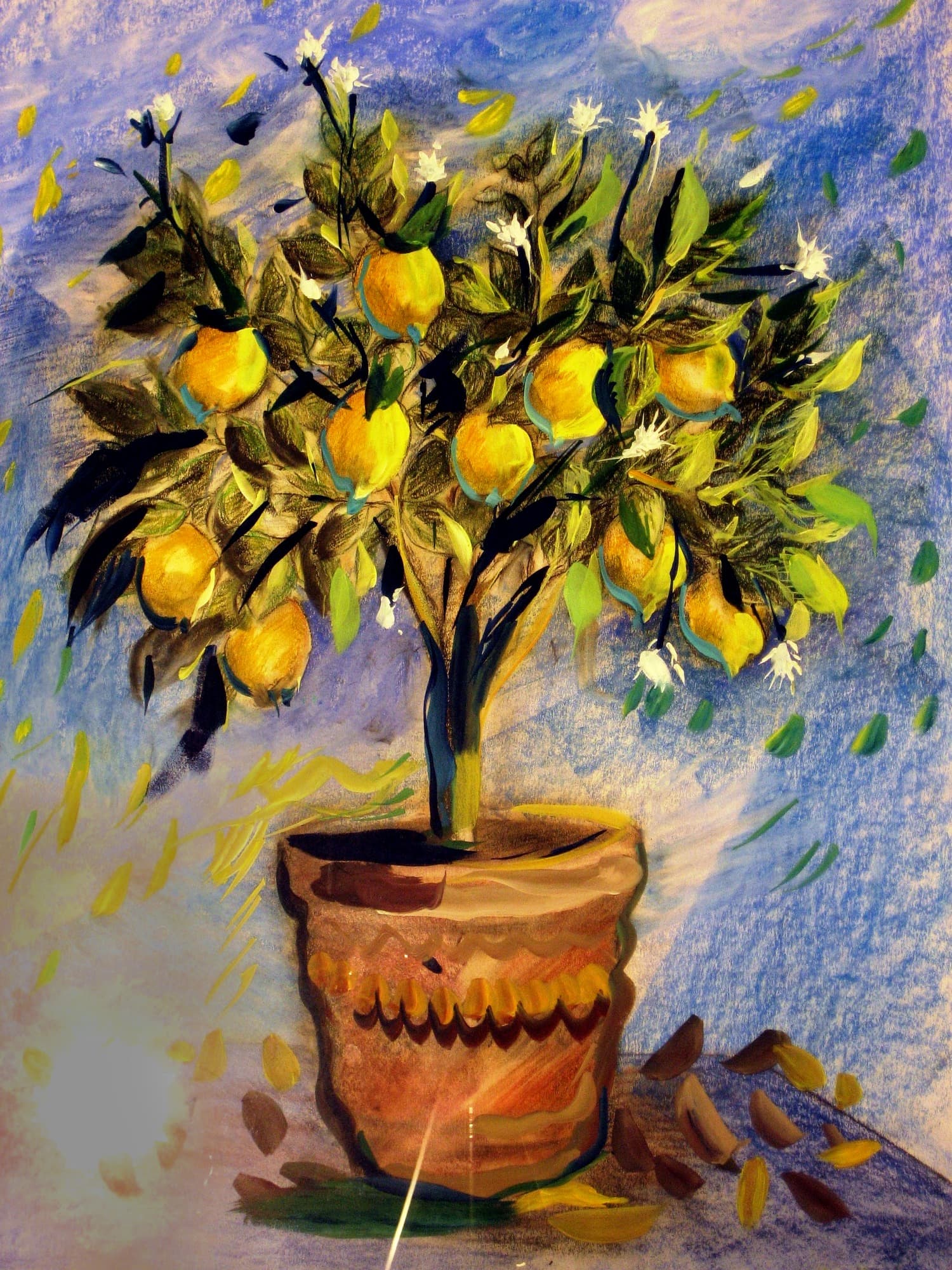 Le citronnier en pot