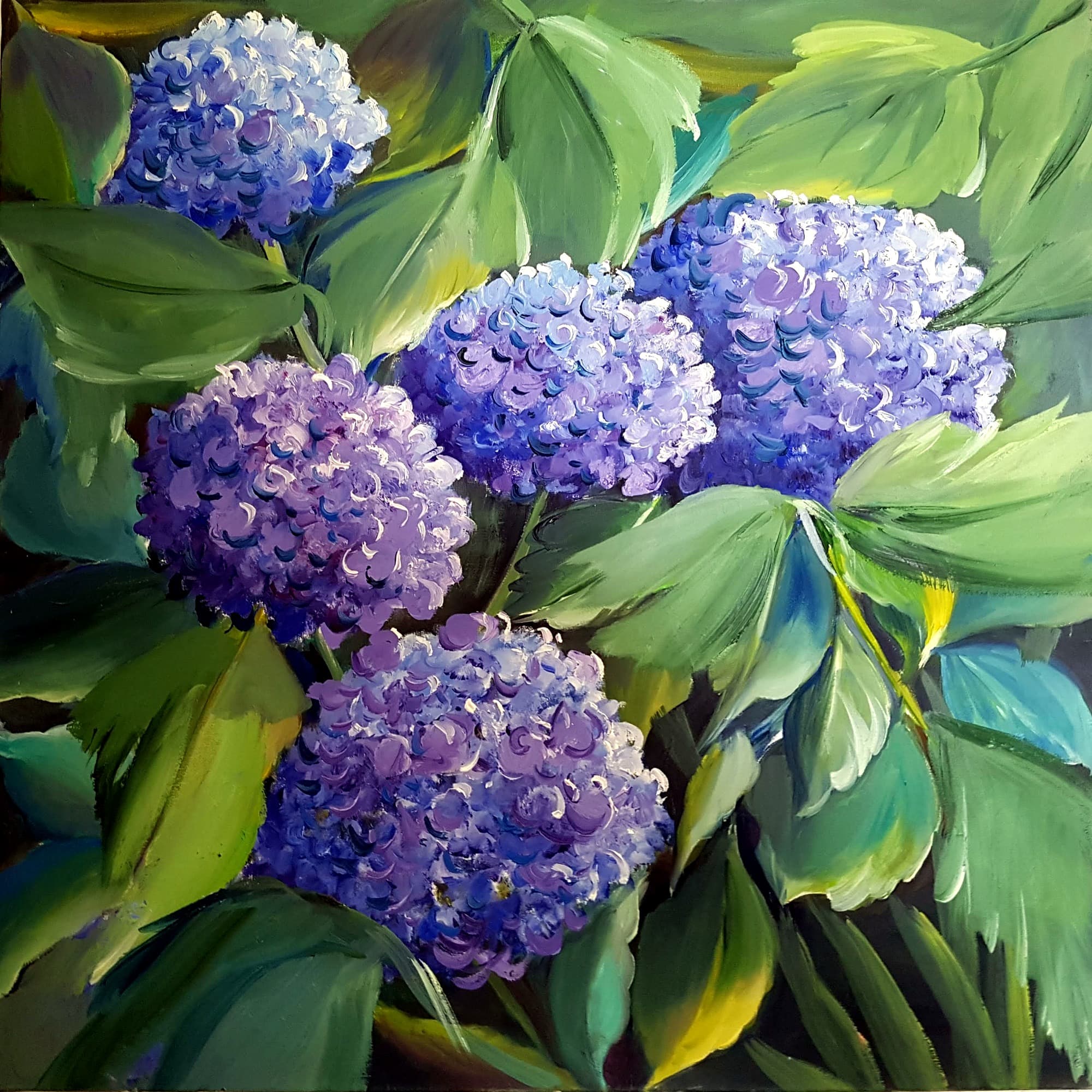 Hortensias violets