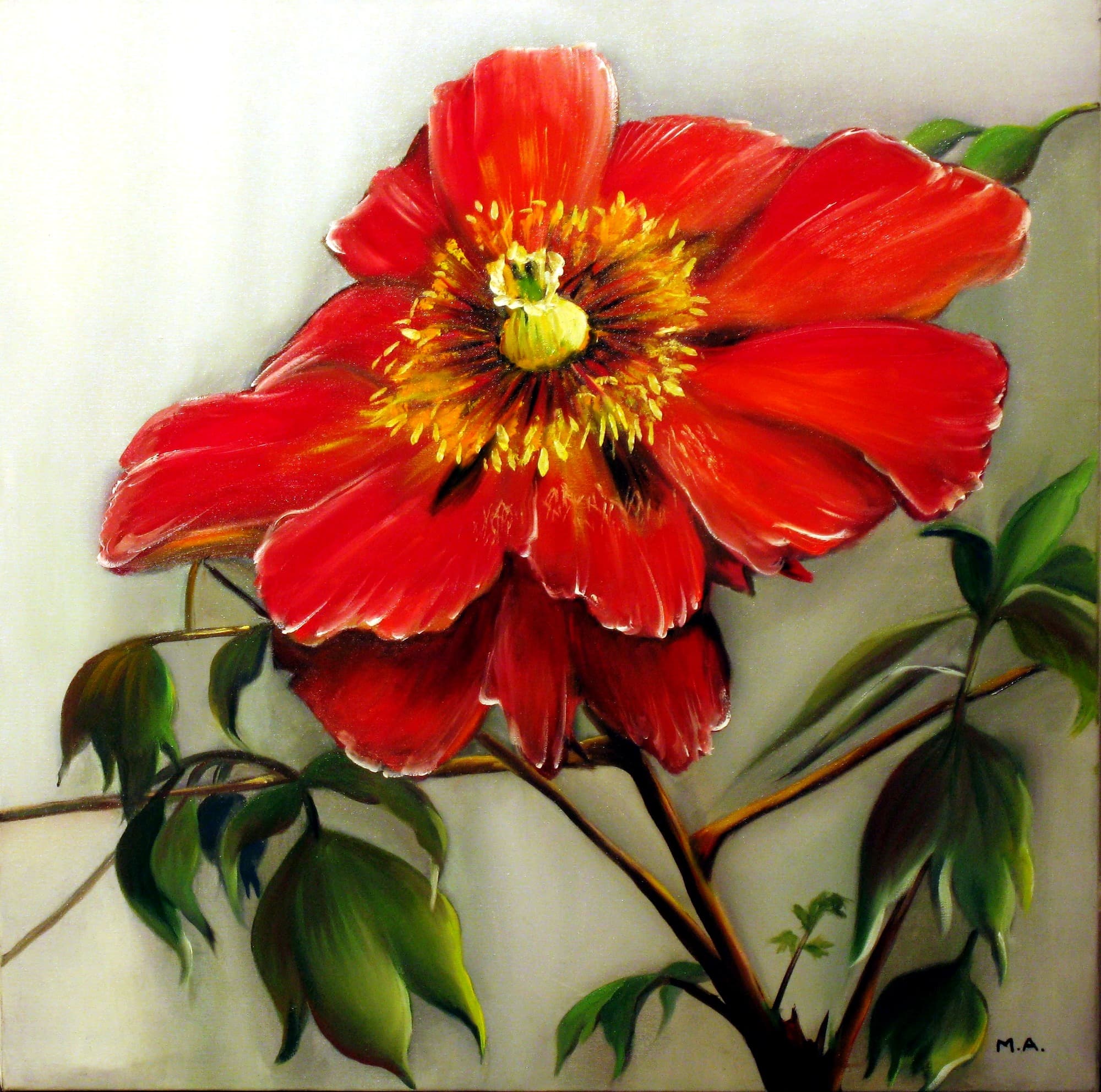 Pivoine rouge