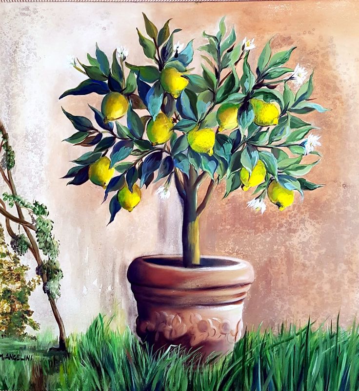Le citronnier
