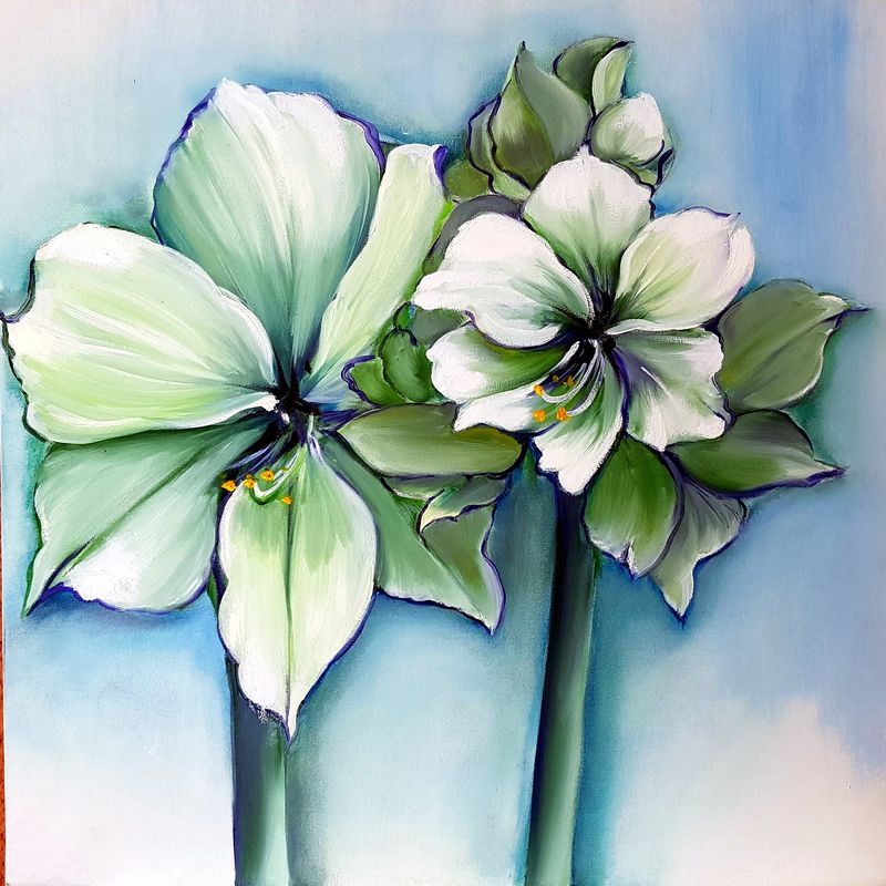 Amaryllis blanche